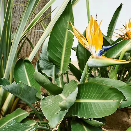 Гостевой дом Bonvalot Пасу-де-Аркуш